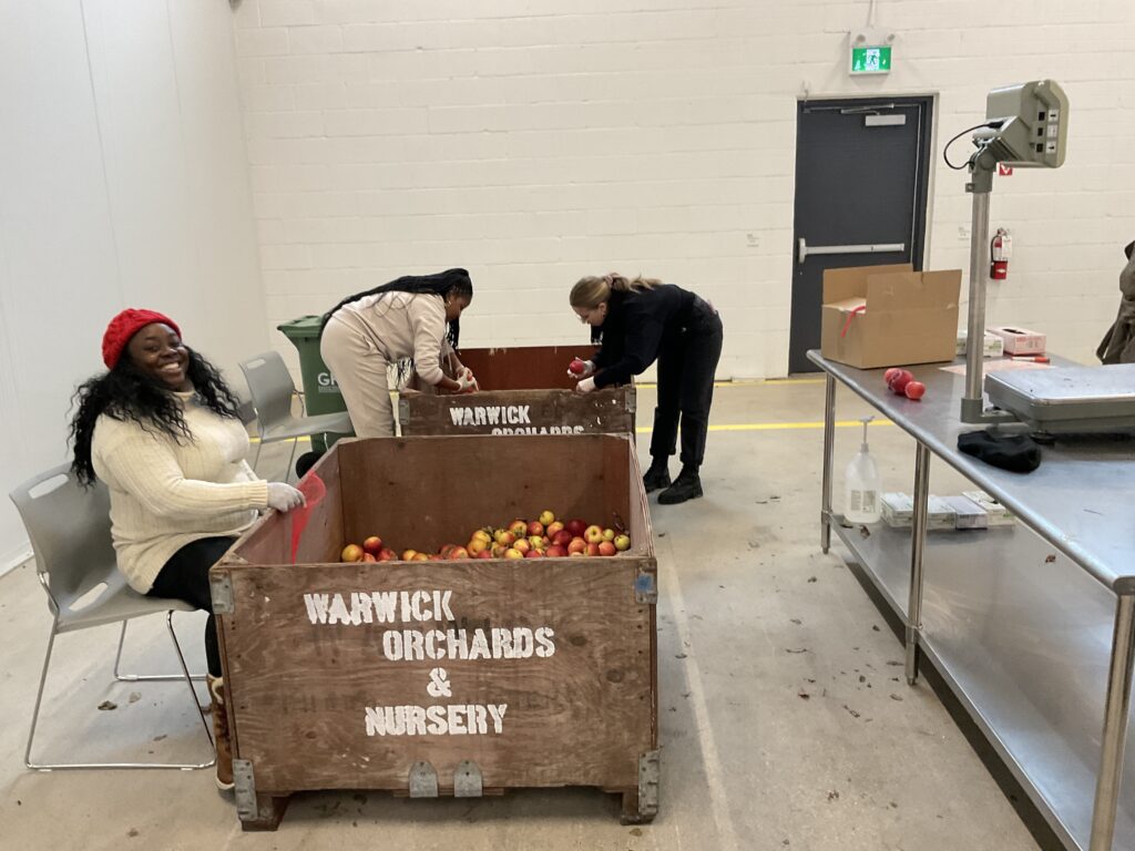 Spring staff picking apples from large storage bins