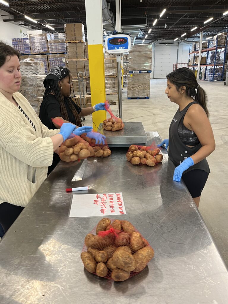 Spring Staff weighing and counting bags of potatoes on a metal counter. 