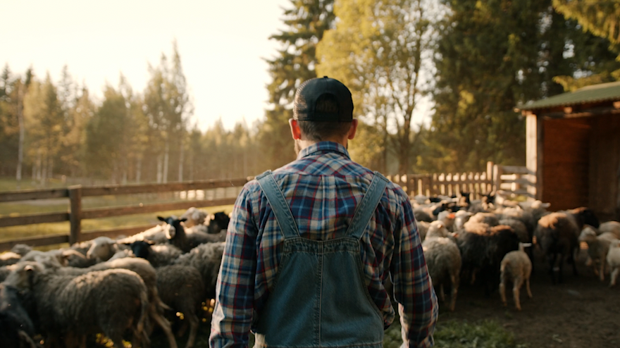 Rear shot of a person wearing cap, overalls and a plaid shirt in front of a herd of sheep.